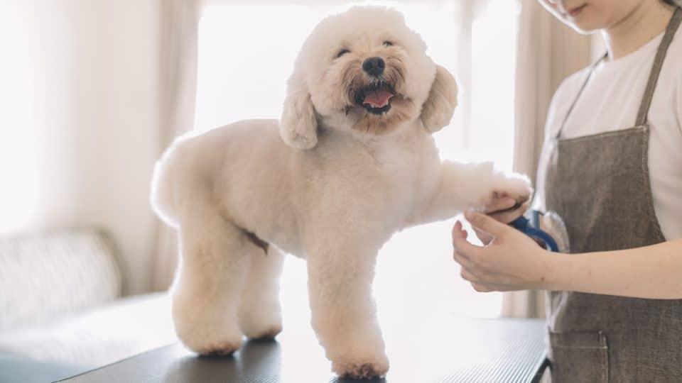 Happy fluffy dog getting groomed by a pet groomer in a bright salon